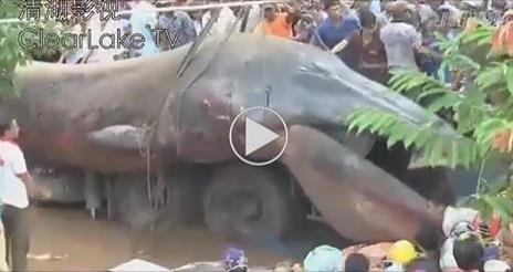 Monstru gigant gasit in Cambodgia